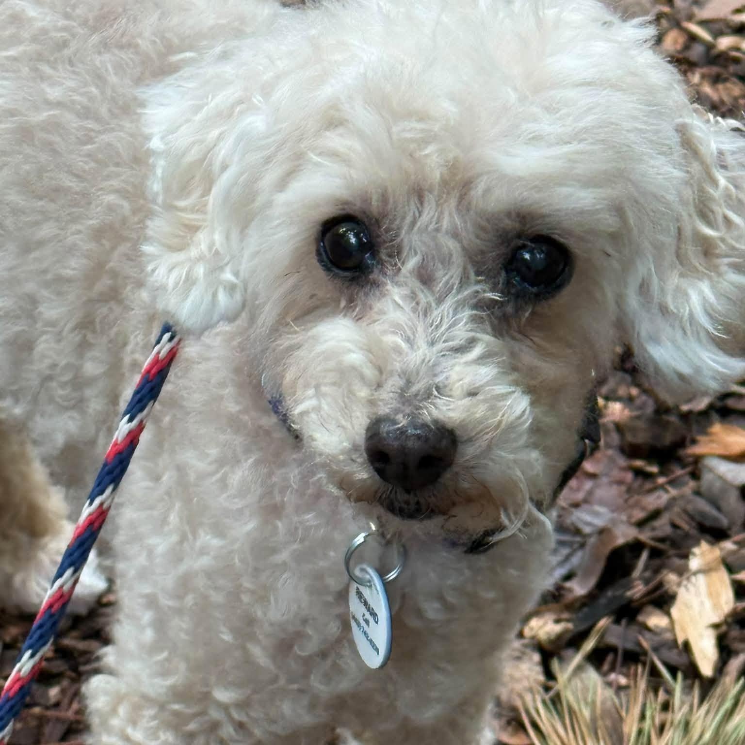 Enlarge Lucy, a Adoptable Poodle in Severn, MD image 3/6