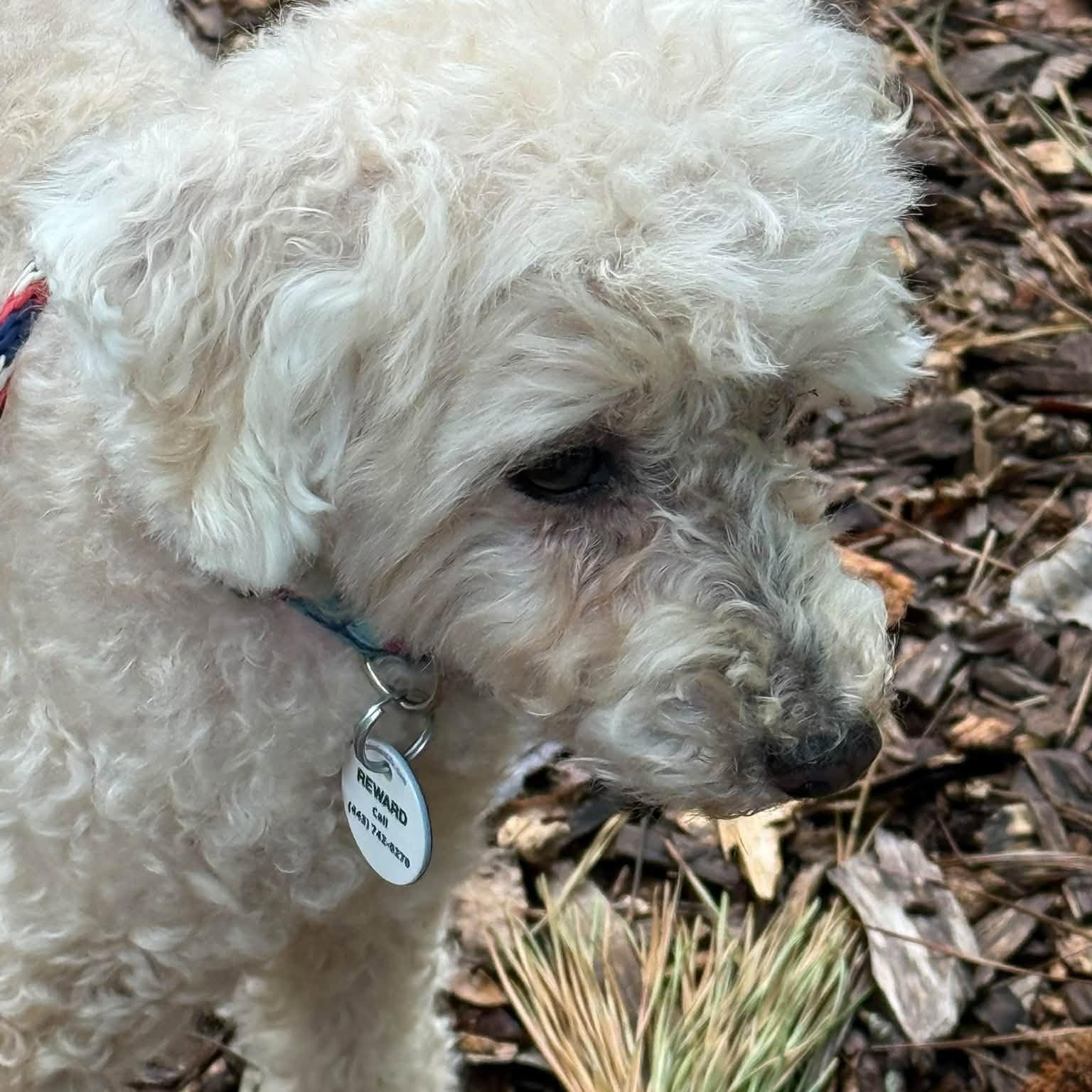 Enlarge Lucy, a Adoptable Poodle in Severn, MD image 4/6