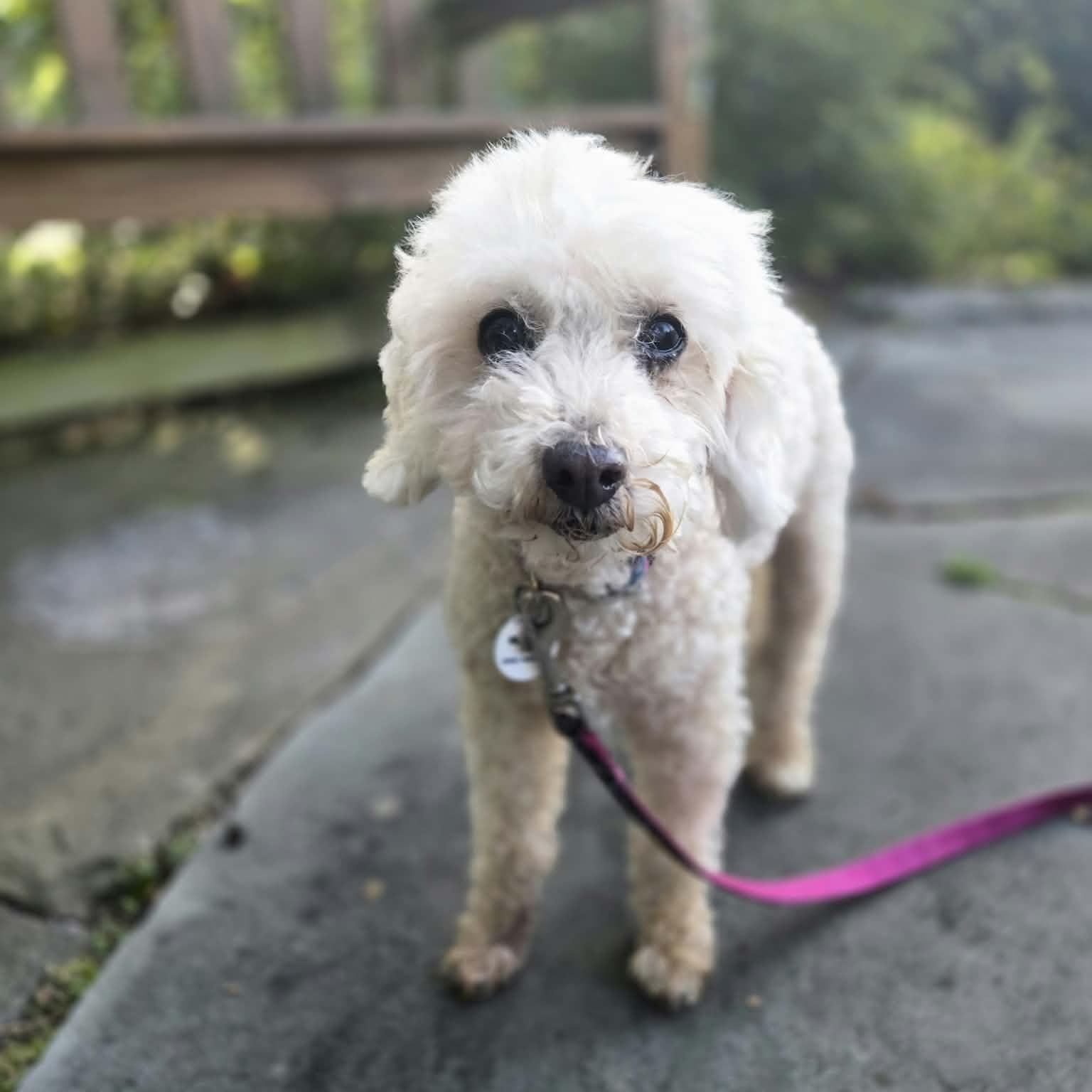Enlarge Lucy, a Adoptable Poodle in Severn, MD image 1/6