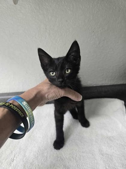 Enlarge Zoboomafoo, a Adopted Domestic Short Hair in Sullivan, IN image 1/1