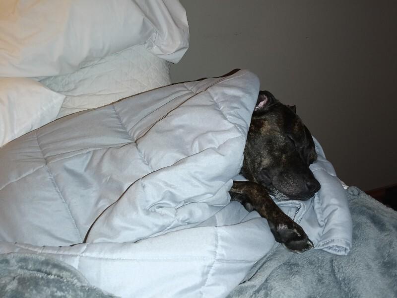 Enlarge Nellie, a Adoptable Pit Bull Terrier in Cortland, NY image 1/6