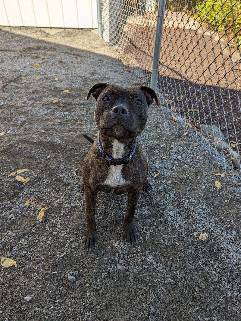 Enlarge Nellie, a Adoptable Pit Bull Terrier in Cortland, NY image 2/6