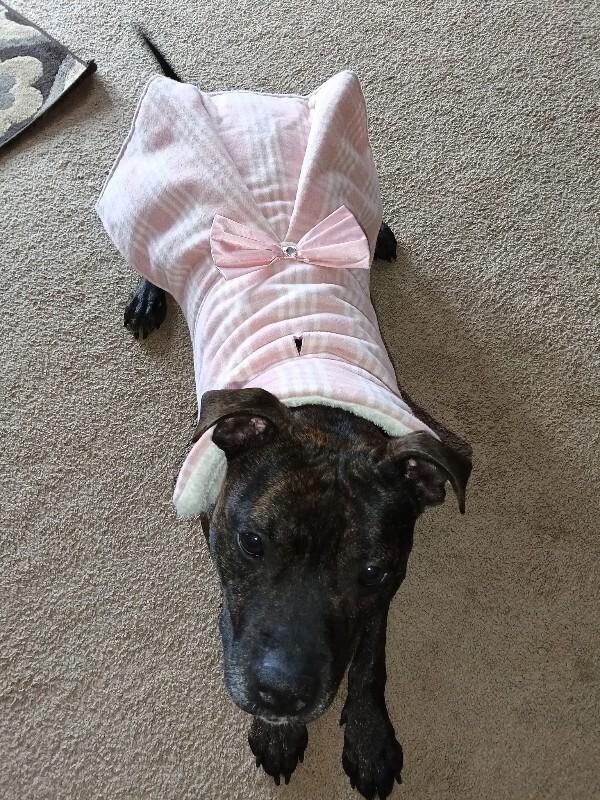 Enlarge Nellie, a Adoptable Pit Bull Terrier in Cortland, NY image 3/6