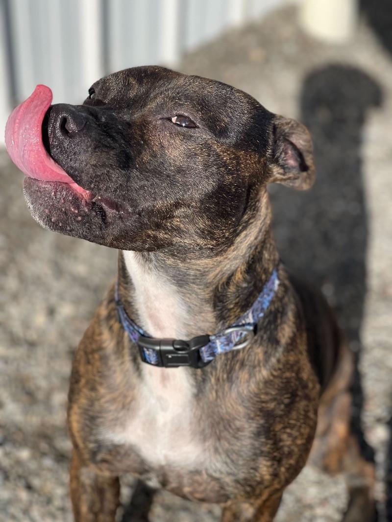 Enlarge Nellie, a Adoptable Pit Bull Terrier in Cortland, NY image 4/6