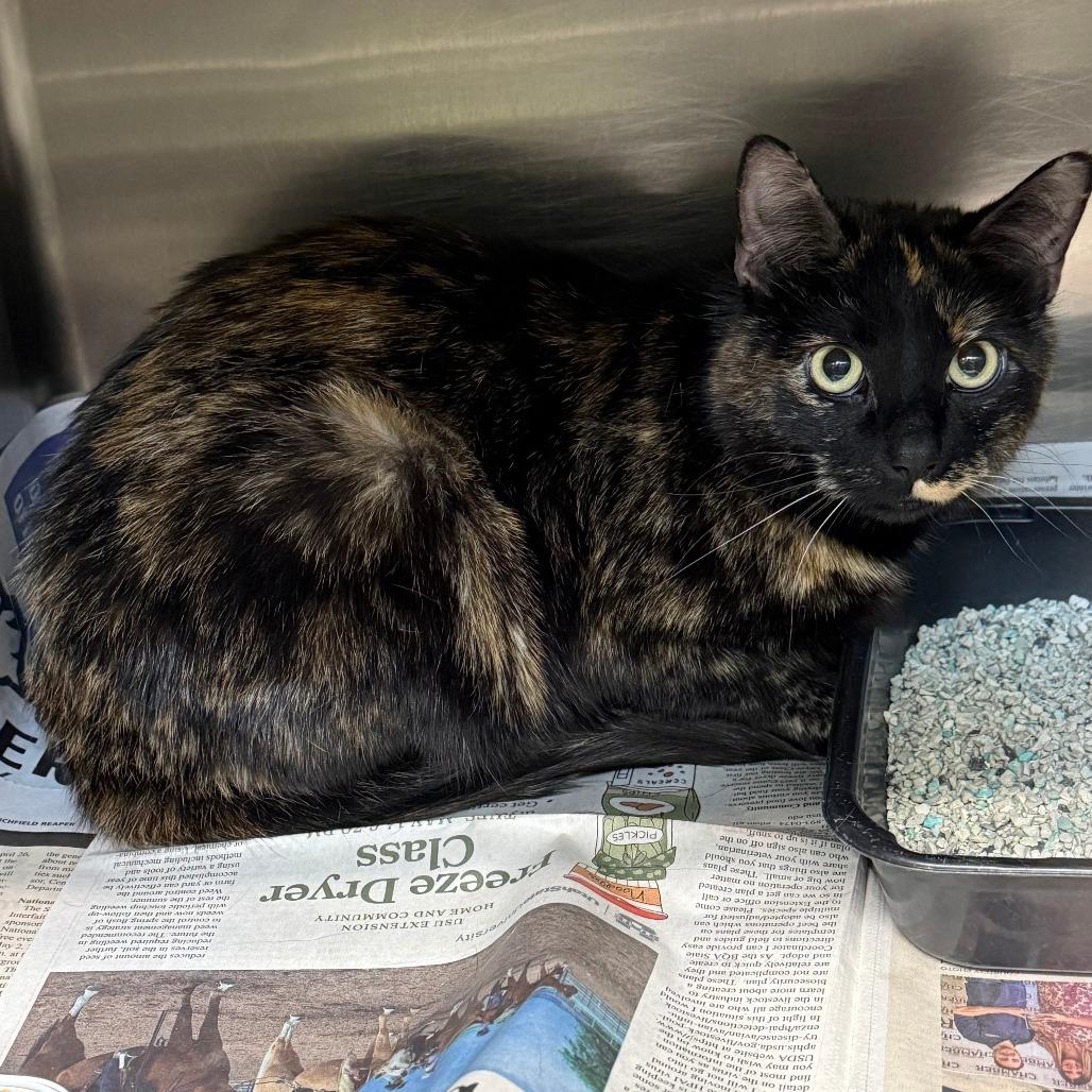 Enlarge Diva, a Adoptable Domestic Short Hair in Salt Lake City, UT image 1/1