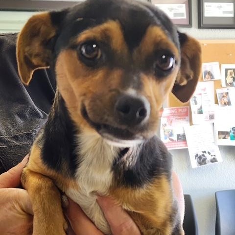 Speedo, Adopted, Young Male Chihuahua.