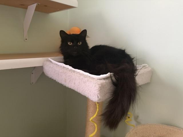BLOSSOM, a ADOPTABLE mixed breed in Churchville, PA image 1/5