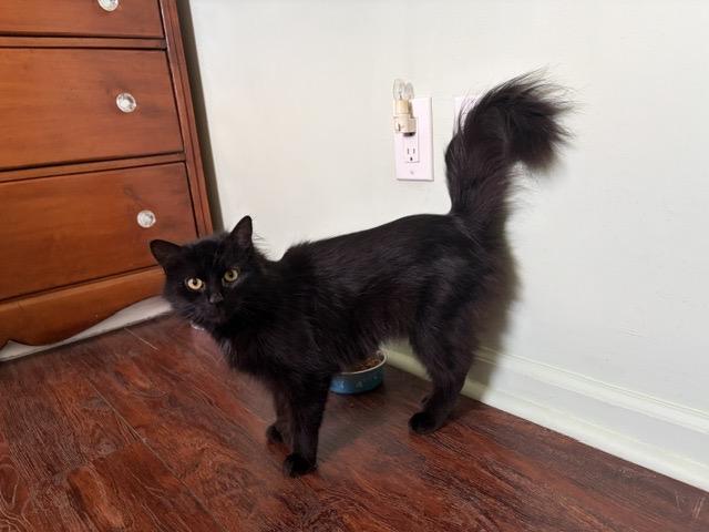 BLOSSOM, a ADOPTABLE mixed breed in Churchville, PA image 5/5
