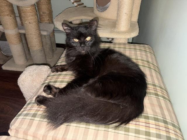 BLOSSOM, a ADOPTABLE mixed breed in Churchville, PA image 3/5