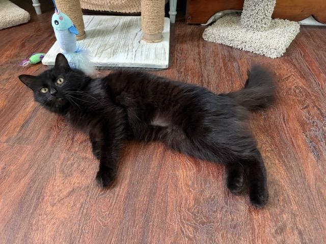 BLOSSOM, a ADOPTABLE mixed breed in Churchville, PA image 4/5