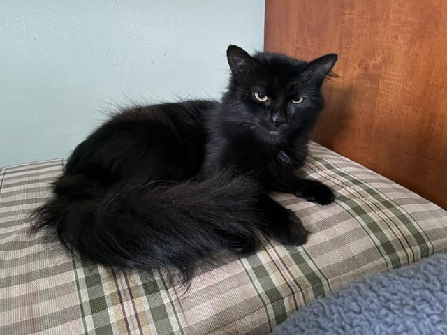 BLOSSOM, a ADOPTABLE mixed breed in Churchville, PA image 2/5