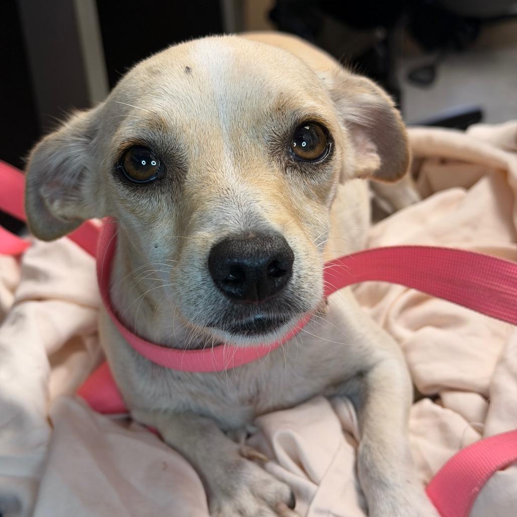 Enlarge Chuckles, a Adoptable mixed breed in Amarillo, TX image 1/3
