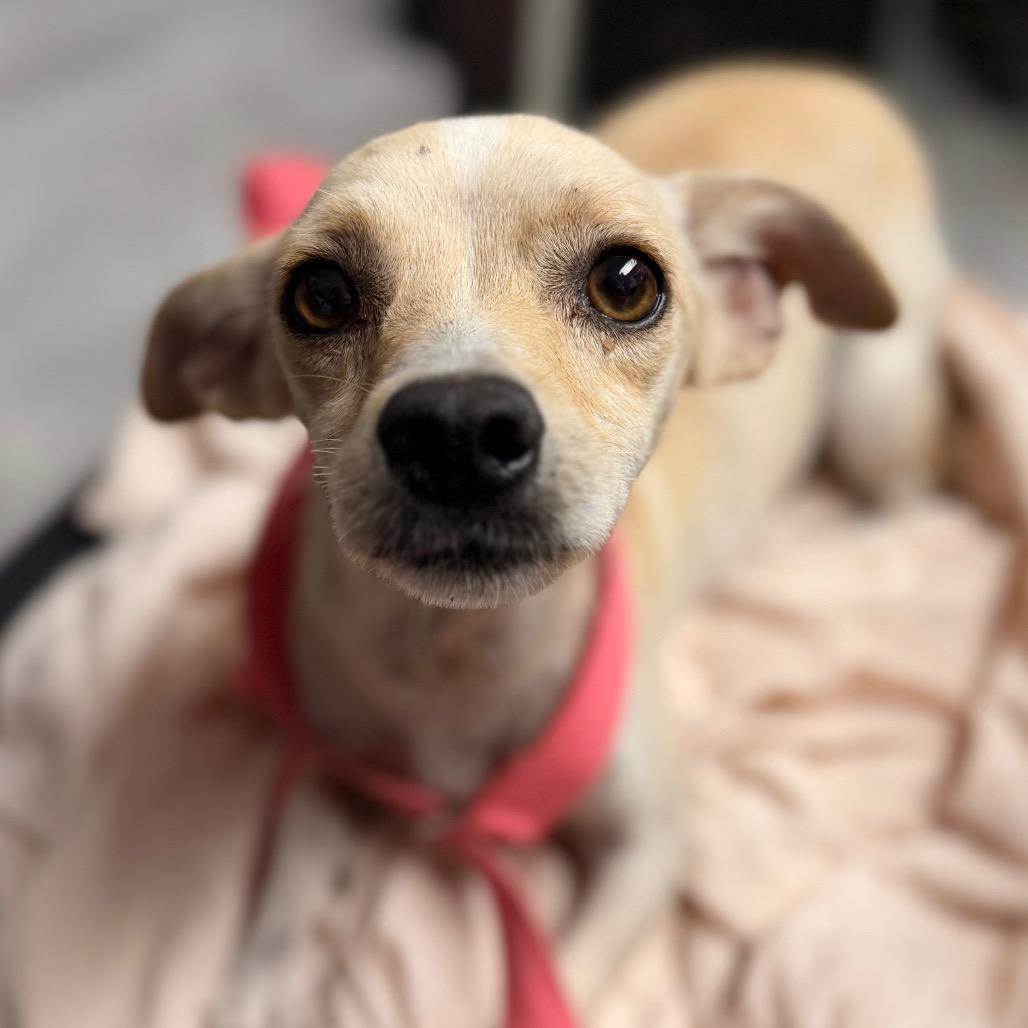 Enlarge Chuckles, a Adoptable mixed breed in Amarillo, TX image 2/3