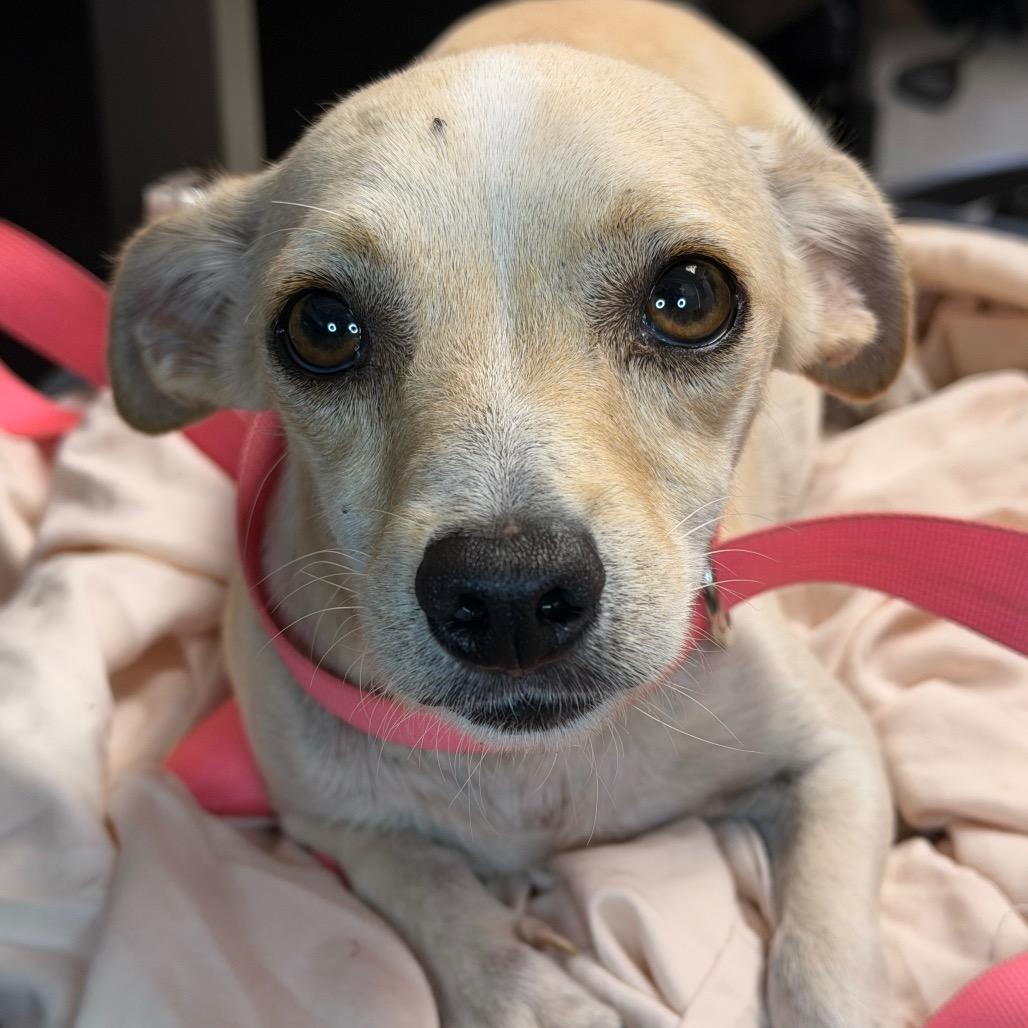 Enlarge Chuckles, a Adoptable mixed breed in Amarillo, TX image 3/3