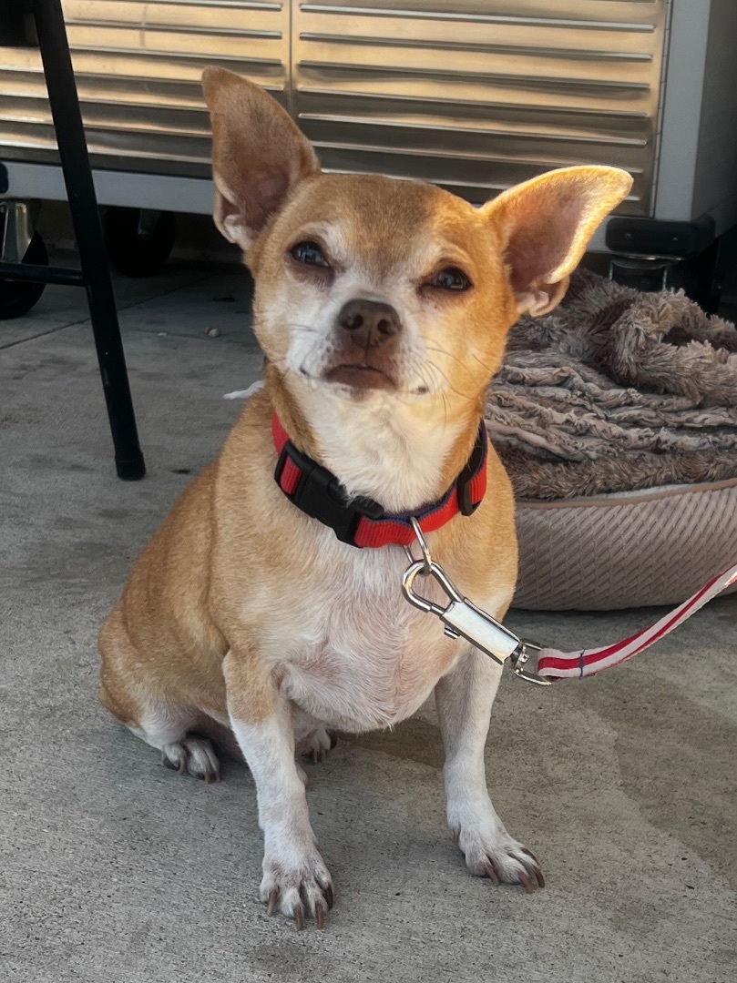 Dog for adoption Will, a Chihuahua Mix in Temple, TX Petfinder
