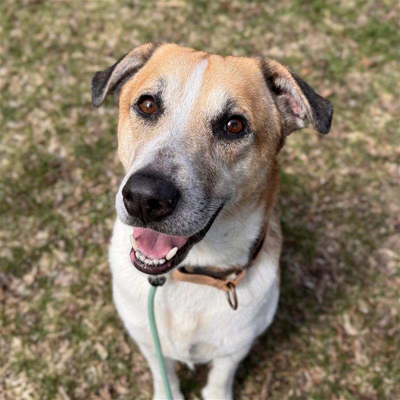 Cai, ADOPTABLE, Adult Male Hound.