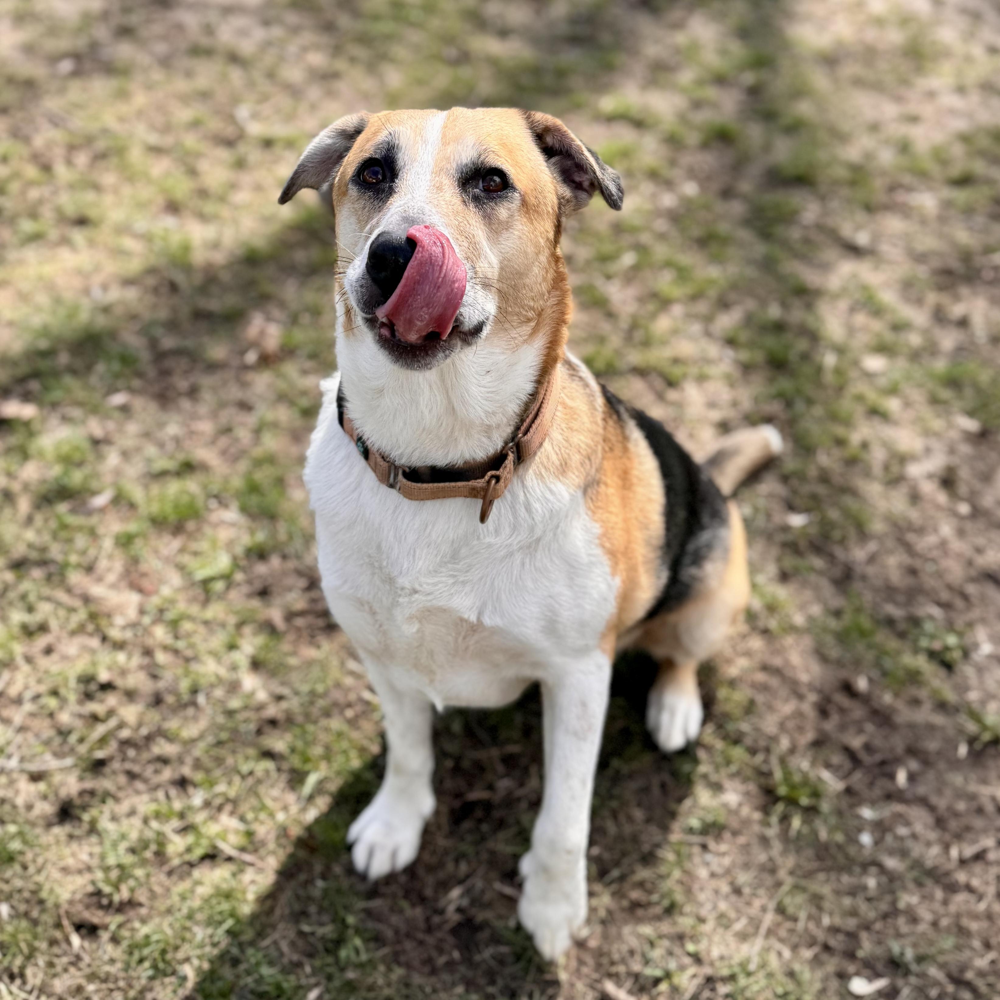 Enlarge Cai, a ADOPTABLE Hound in Midland, MI image 4/6