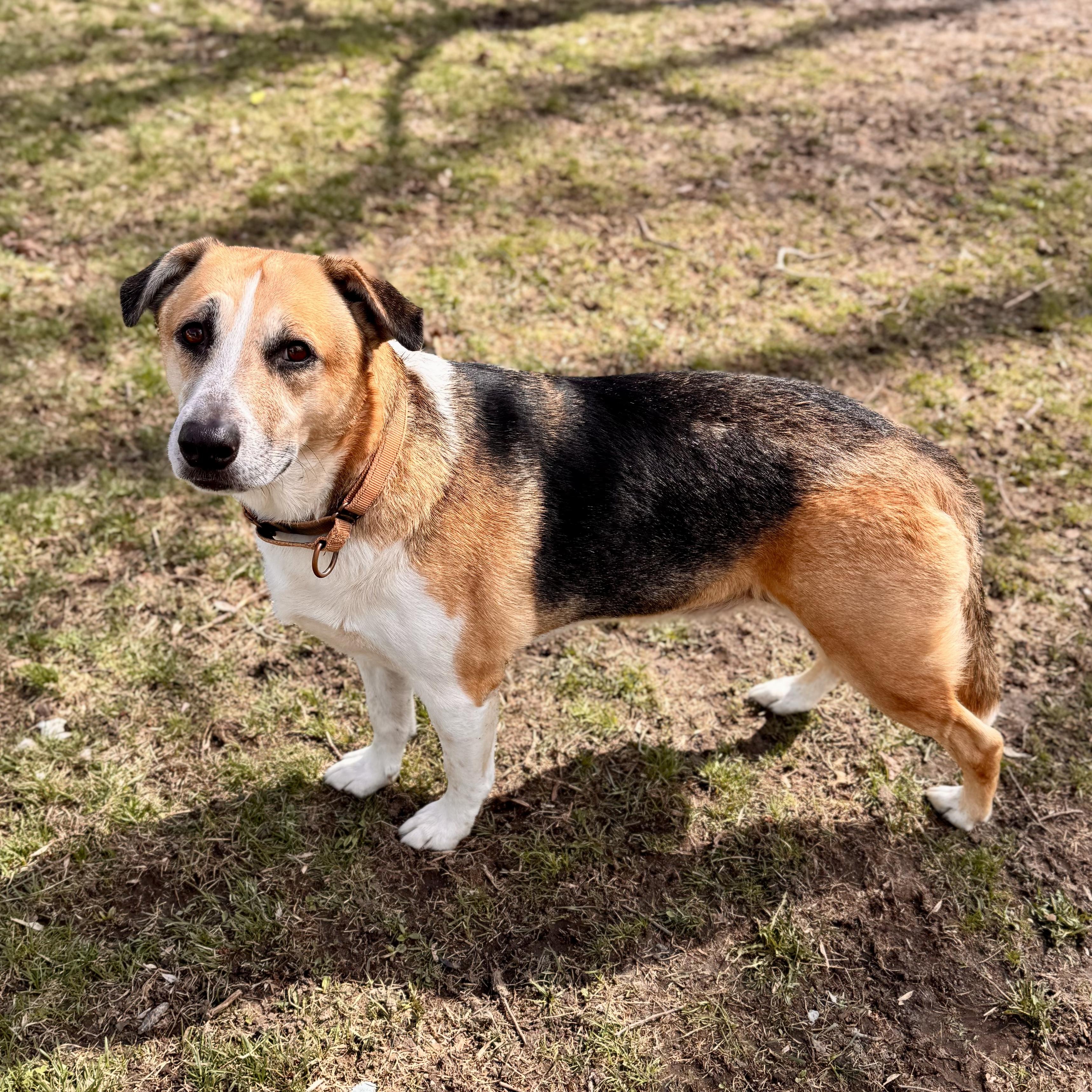Enlarge Cai, a ADOPTABLE Hound in Midland, MI image 6/6