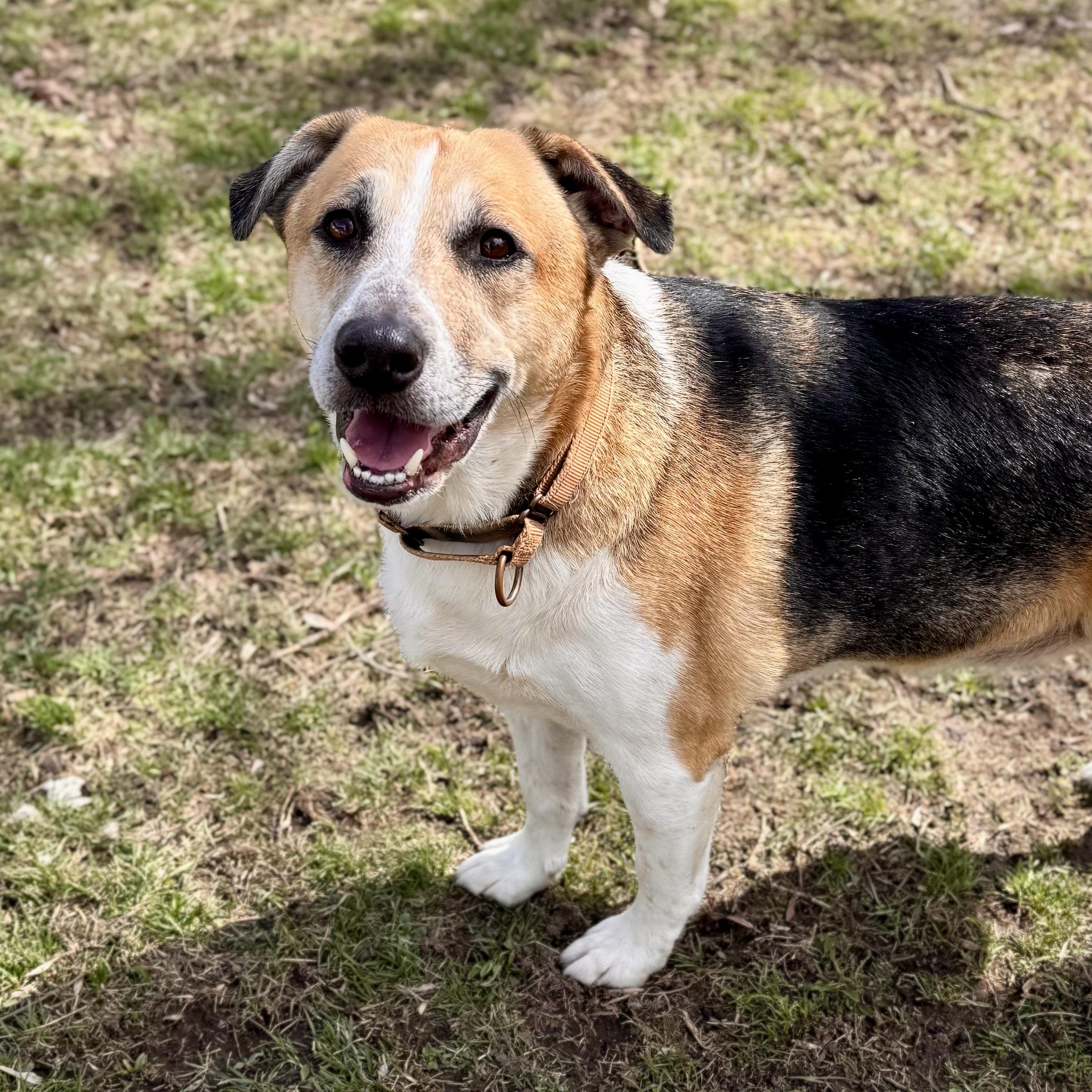Enlarge Cai, a ADOPTABLE Hound in Midland, MI image 3/6