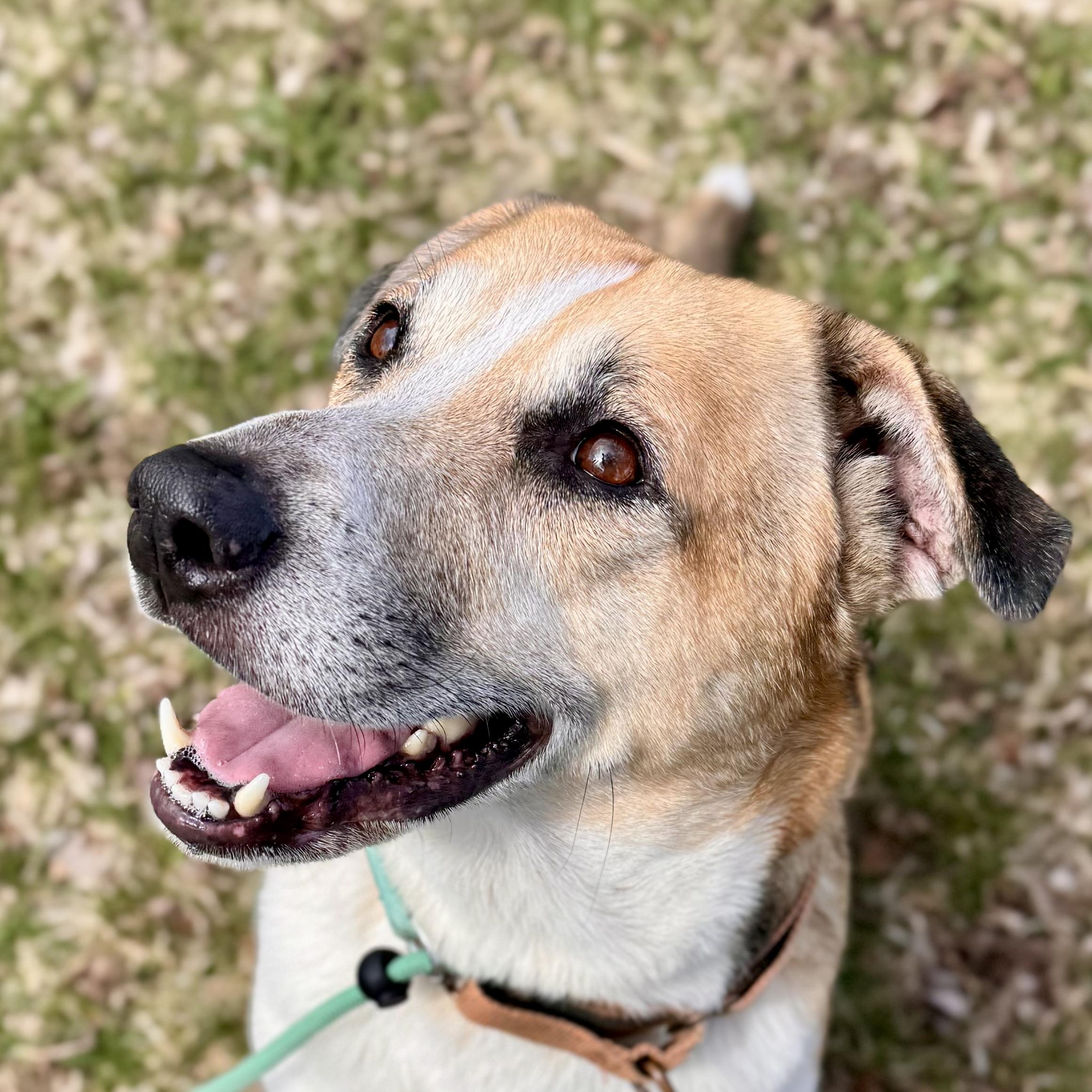 Enlarge Cai, a ADOPTABLE Hound in Midland, MI image 5/6