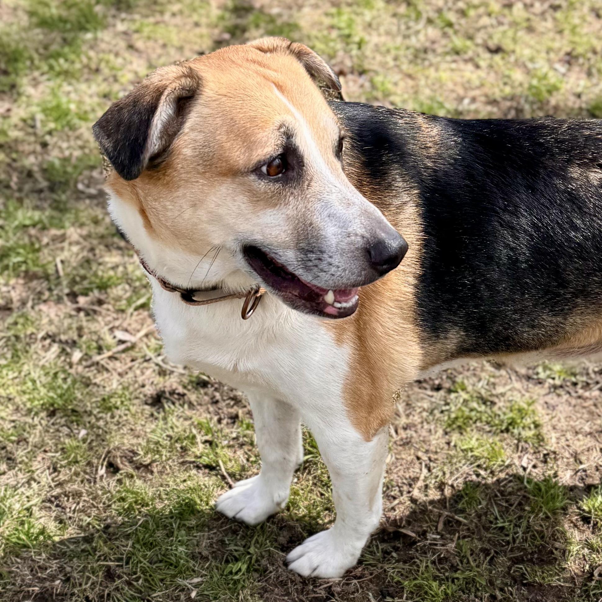 Enlarge Cai, a ADOPTABLE Hound in Midland, MI image 2/6