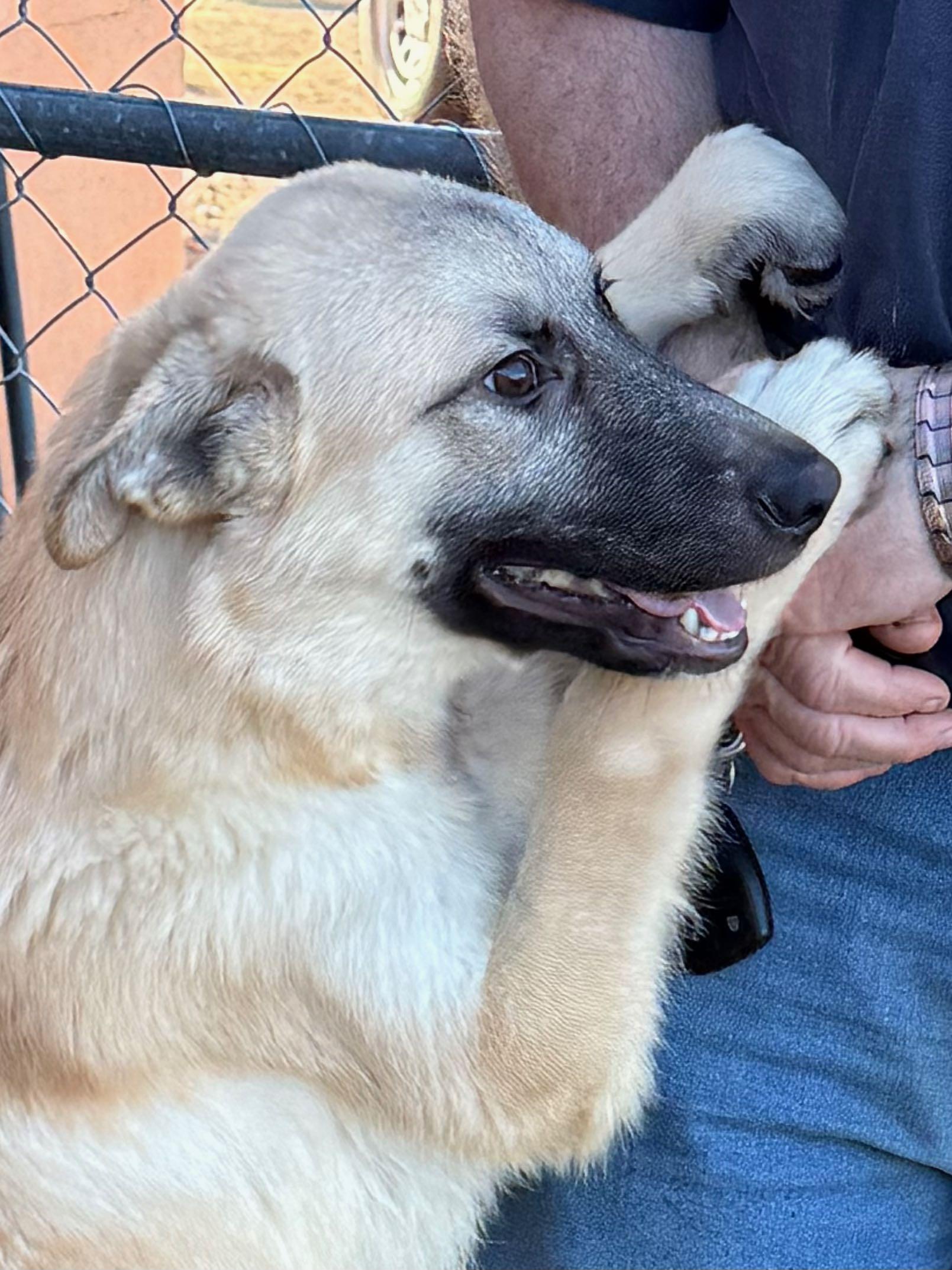 Cain, Adoptable, Puppy Male German Shepherd Dog.