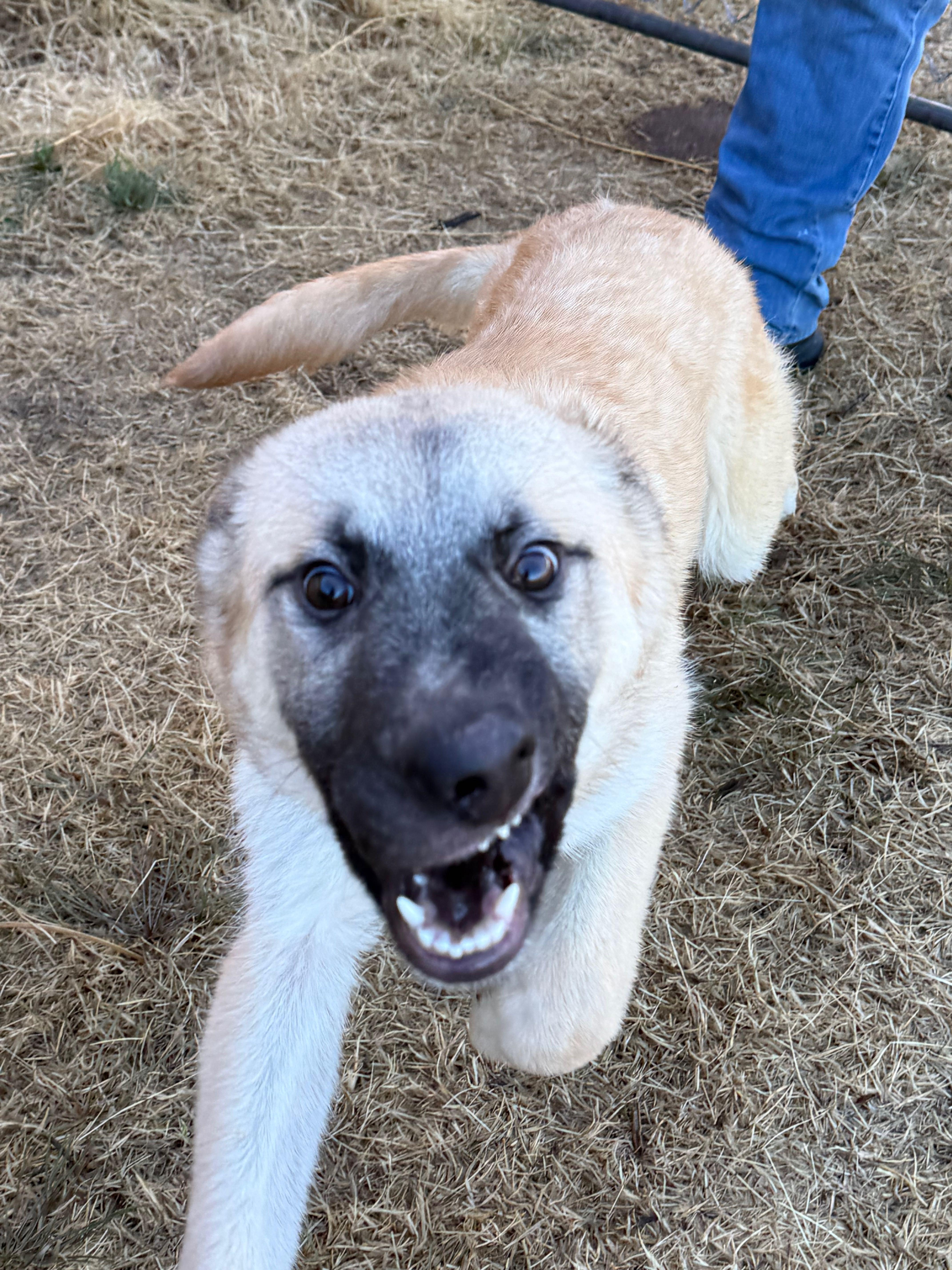 Enlarge Cain, an adopted mixed breed in Wimberley, TX image 3/4