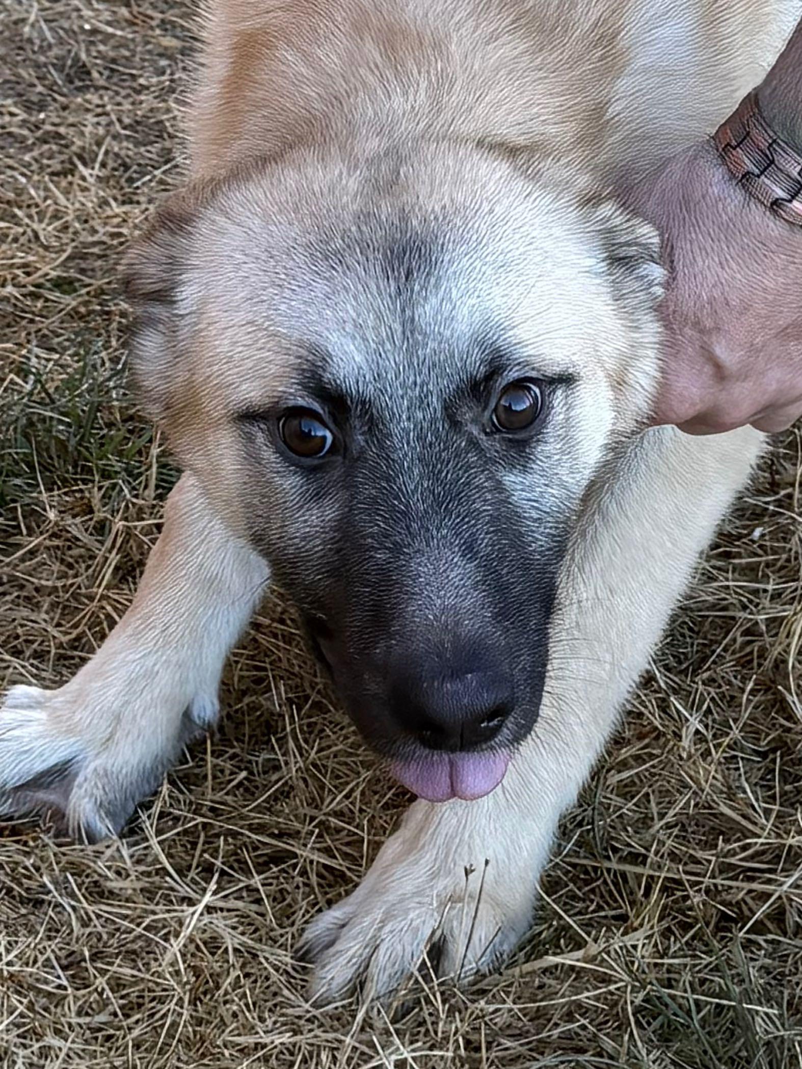 Enlarge Cain, an adopted mixed breed in Wimberley, TX image 4/4