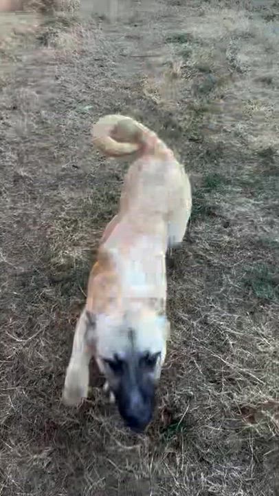 Enlarge Cain, an adopted mixed breed in Wimberley, TX video 2/4