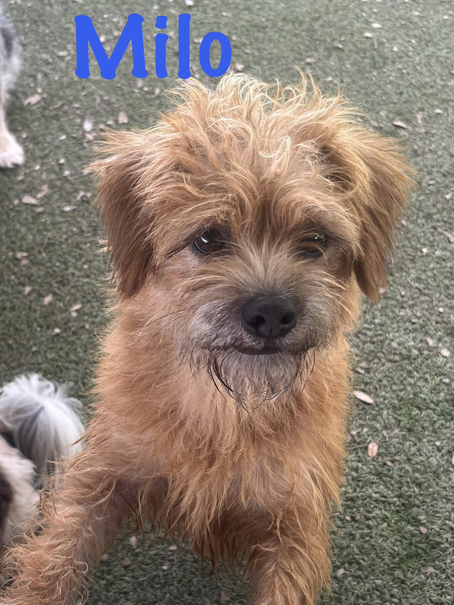 Milo, Adopted, Adult Male Norfolk Terrier.