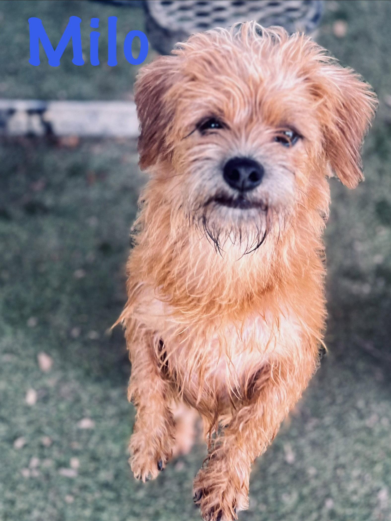 Enlarge Milo, a Adopted Norfolk Terrier in Pipe Creek, TX image 2/3