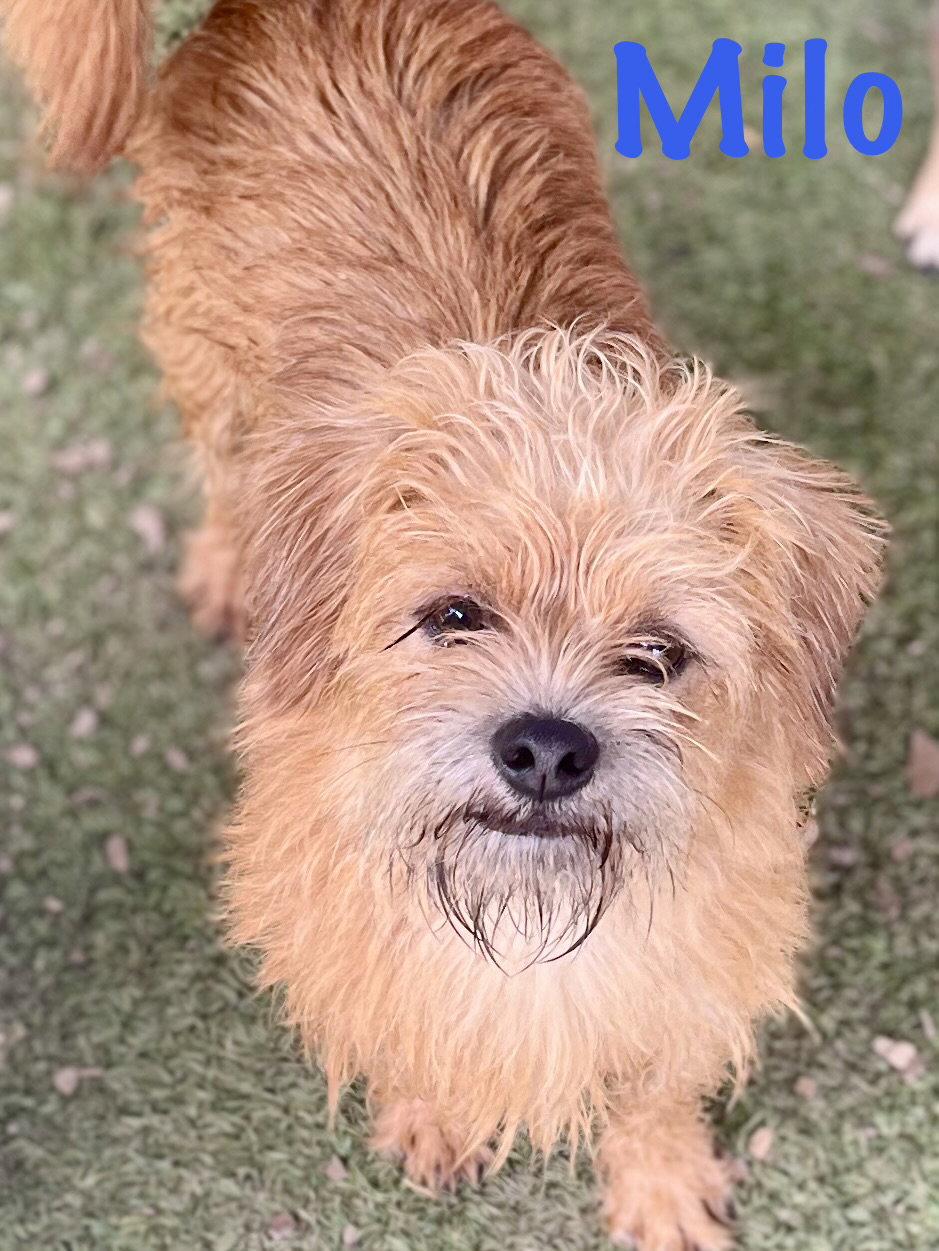 Enlarge Milo, a Adopted Norfolk Terrier in Pipe Creek, TX image 3/3