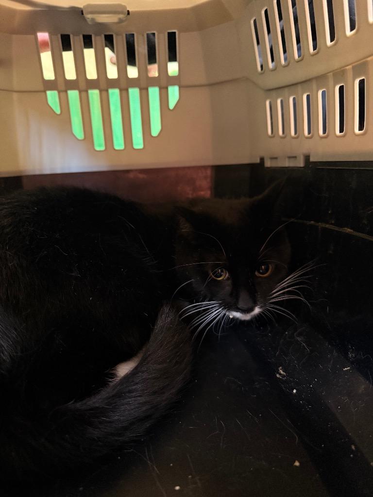 Mamoru, Adoptable, Young Male Domestic Short Hair.