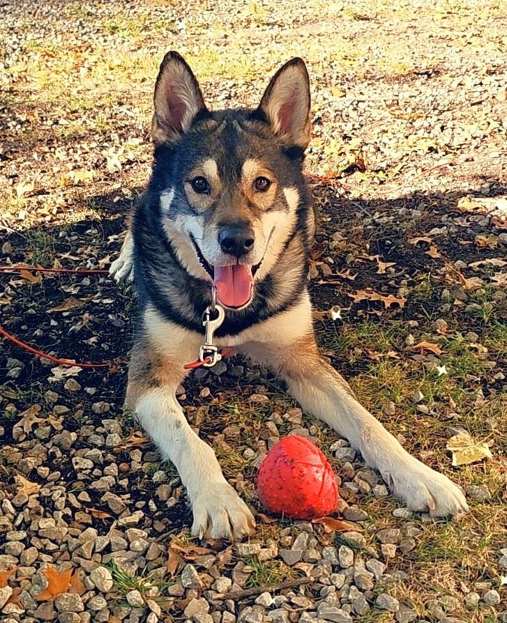 Koda (Kodiak), Adoptable, Adult Male Alaskan Malamute & German Shepherd Dog.