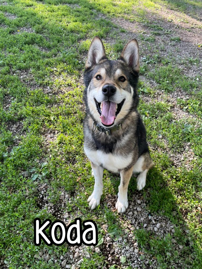 Enlarge Koda (Kodiak), a Adoptable mixed breed in Port Clinton, OH image 2/6
