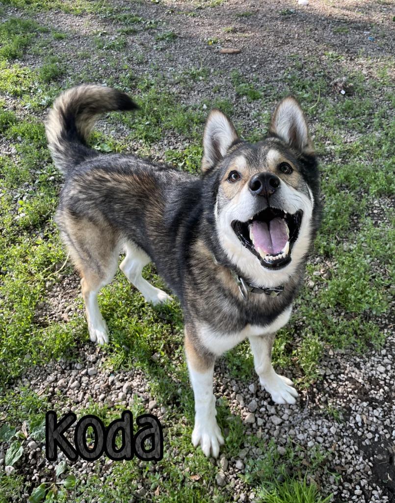Enlarge Koda (Kodiak), a Adoptable mixed breed in Port Clinton, OH image 3/6