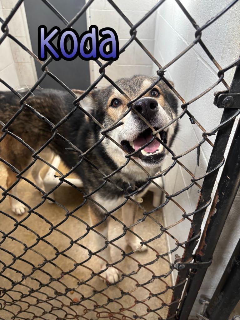 Enlarge Koda (Kodiak), a Adoptable mixed breed in Port Clinton, OH image 4/6
