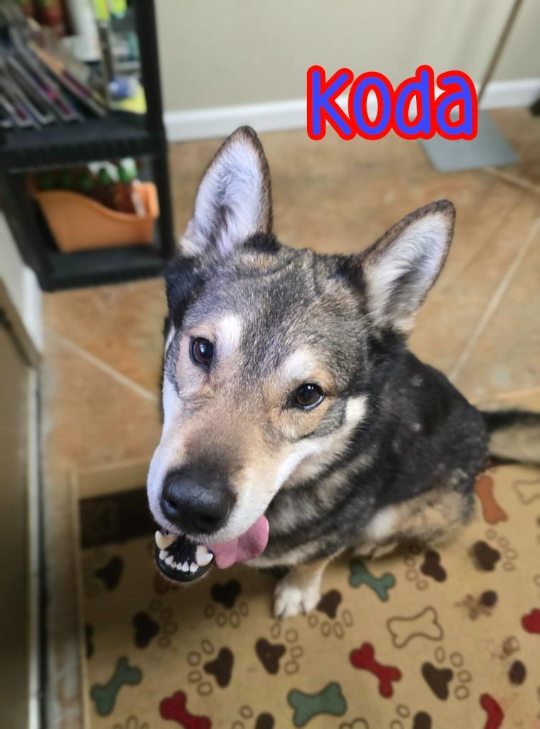 Enlarge Koda (Kodiak), a Adoptable mixed breed in Port Clinton, OH image 5/6