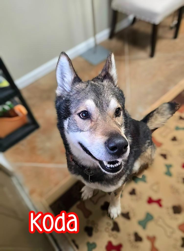 Enlarge Koda (Kodiak), a Adoptable mixed breed in Port Clinton, OH image 6/6