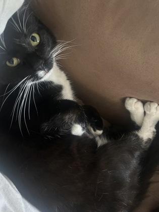 Zaza, Adoptable, Adult Male Domestic Short Hair & Domestic Short Hair.