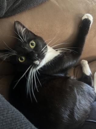 Zaza, a Adoptable mixed breed in Washington, DC image 2/3
