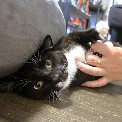 Zaza, a Adoptable mixed breed in Washington, DC image 3/3