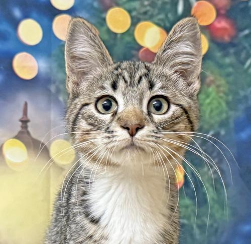 Finnagin, Adoptable, Kitten Male Domestic Short Hair.