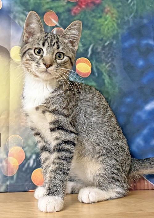 Finnagin, a Adoptable Domestic Short Hair in Amery, WI image 3/3