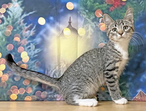 Finnagin, a Adoptable Domestic Short Hair in Amery, WI image 2/3
