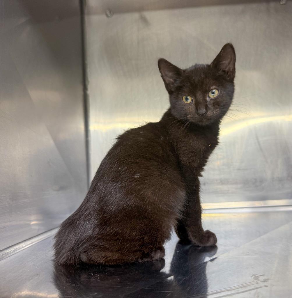 Calvin, Adoptable, Kitten Male Domestic Short Hair.