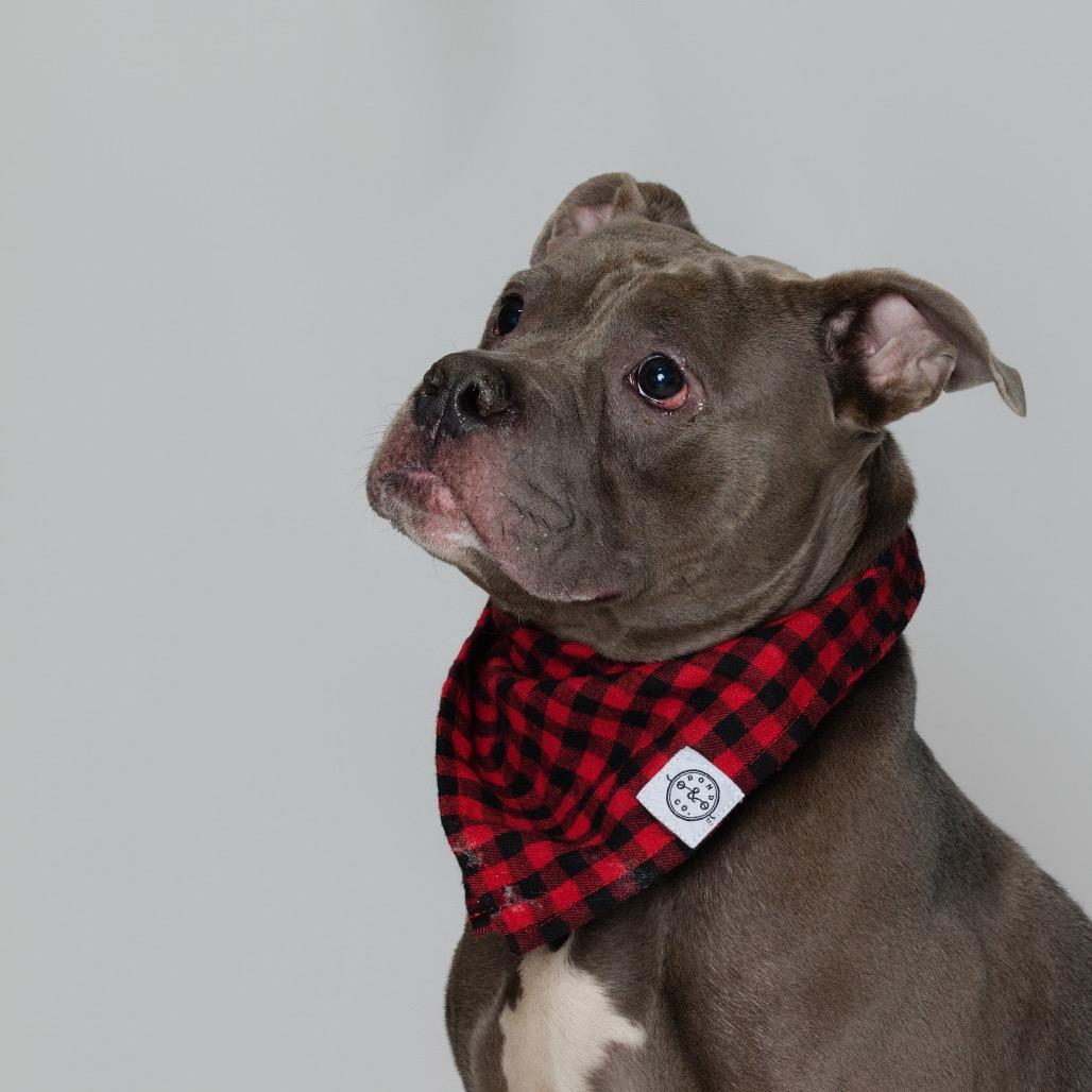 Enlarge Major, a Adoptable American Bulldog in Newark, NJ image 1/6