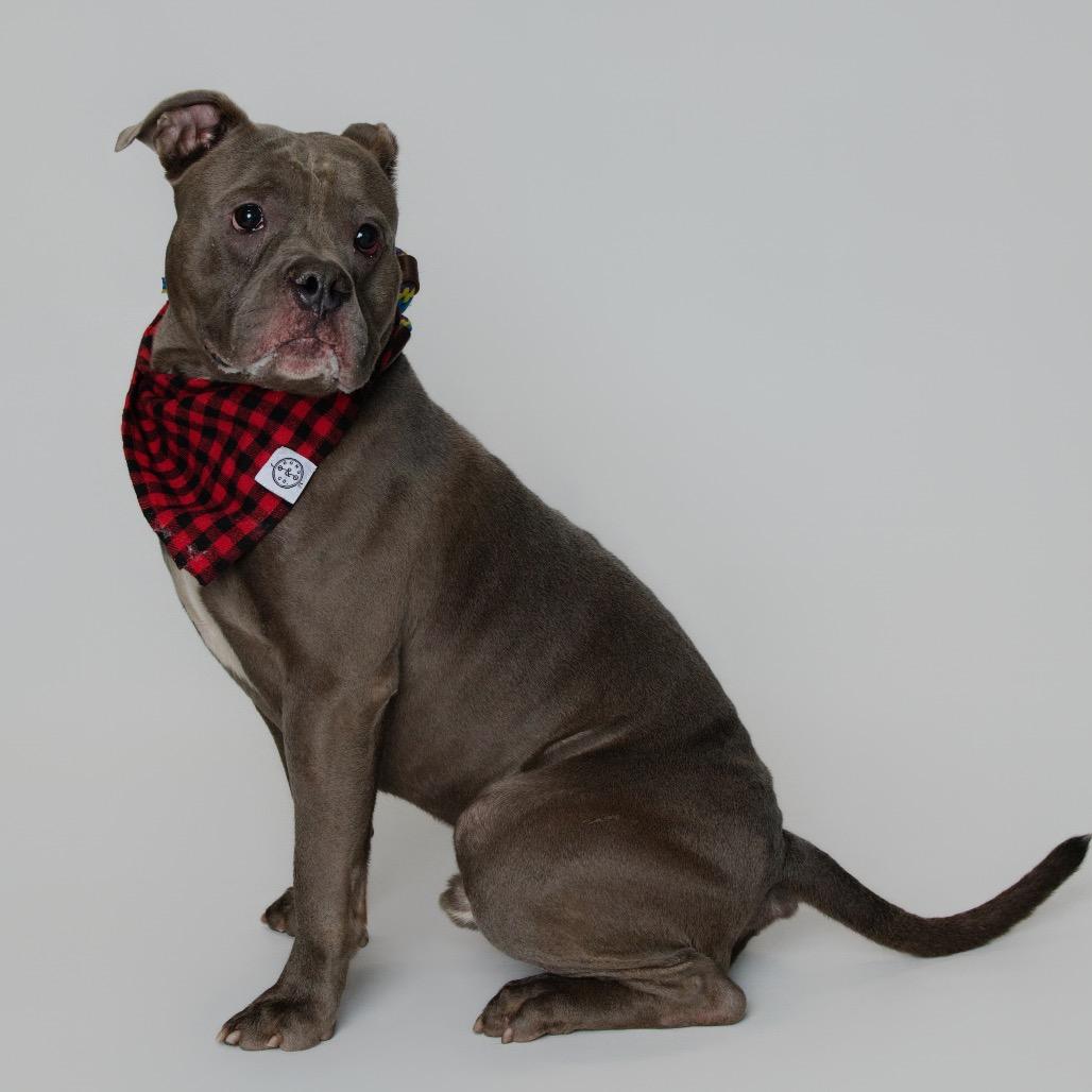 Enlarge Major, a Adoptable American Bulldog in Newark, NJ image 2/6