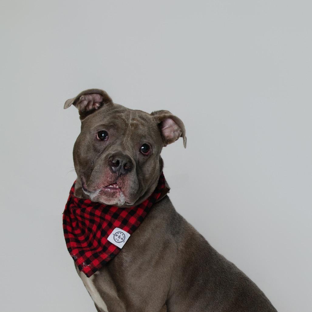 Enlarge Major, a Adoptable American Bulldog in Newark, NJ image 3/6