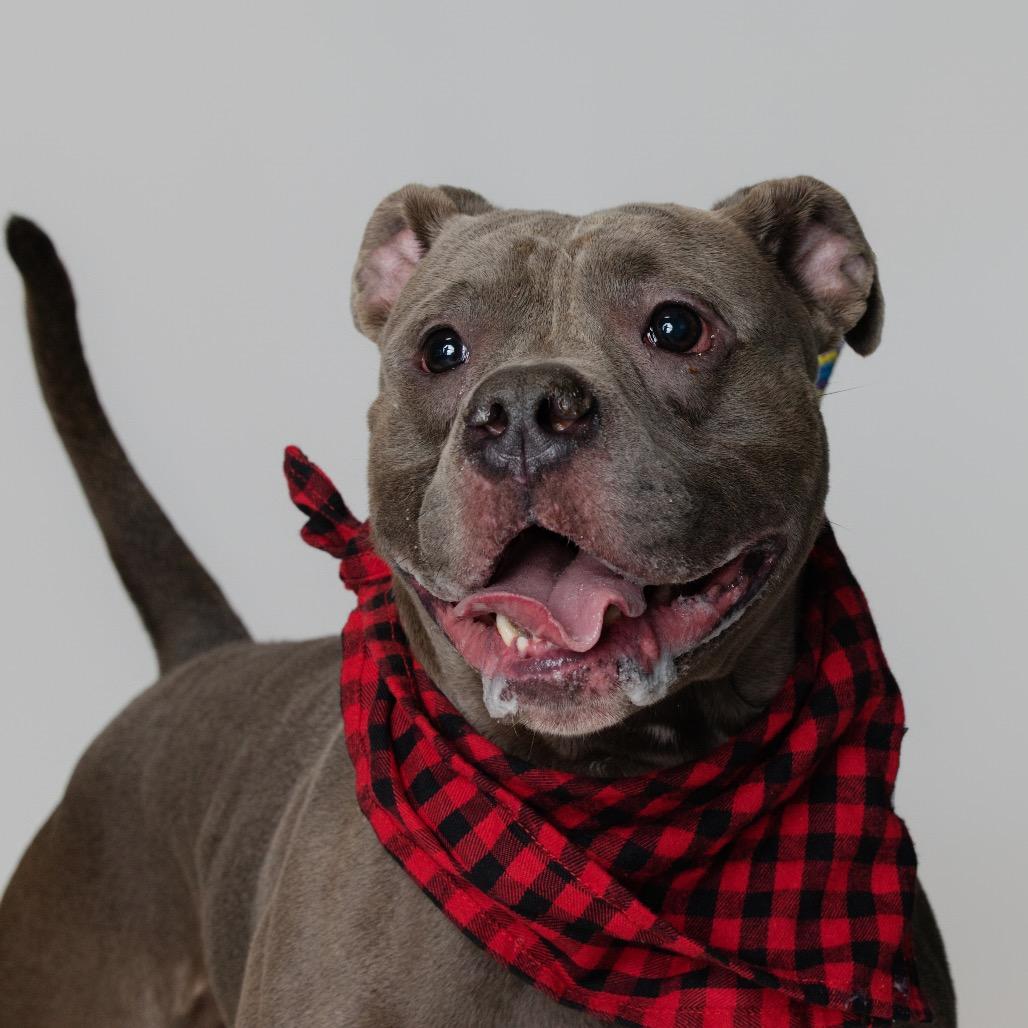 Enlarge Major, a Adoptable American Bulldog in Newark, NJ image 4/6